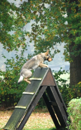 Unterordnung 26.10.08 221