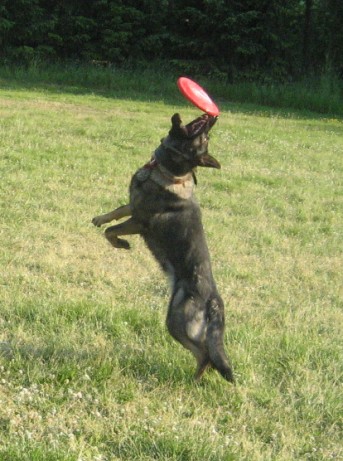 devineandthefrisbee